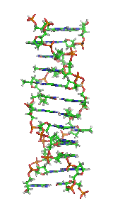 Lewoskrętne DNA